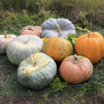 Zucca protagonista: quattro ricette vegan per riscoprire il sapore dell'autunno